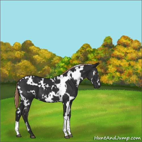 Horse Color:Gray White Spotted Chocolate Palomino 