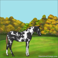 Horse Color:Gray White Spotted Chocolate Palomino 