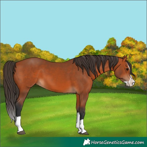 Horse Color:Bay Splash 