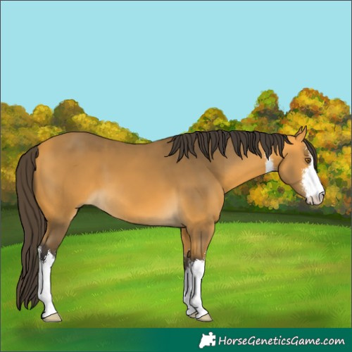 Horse Color:White Spotted Buckskin
