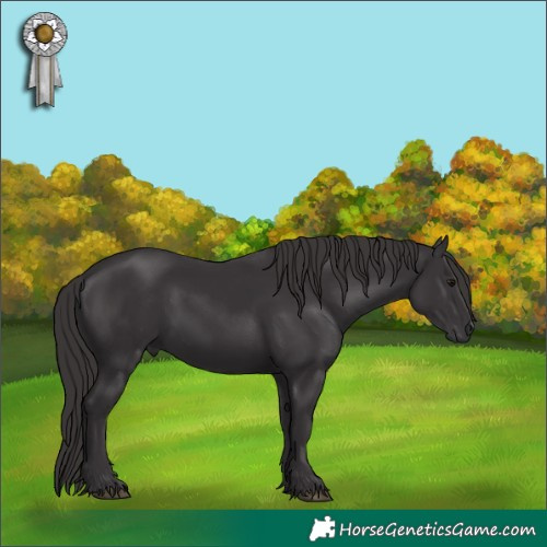 Horse Color:Smoky Black 