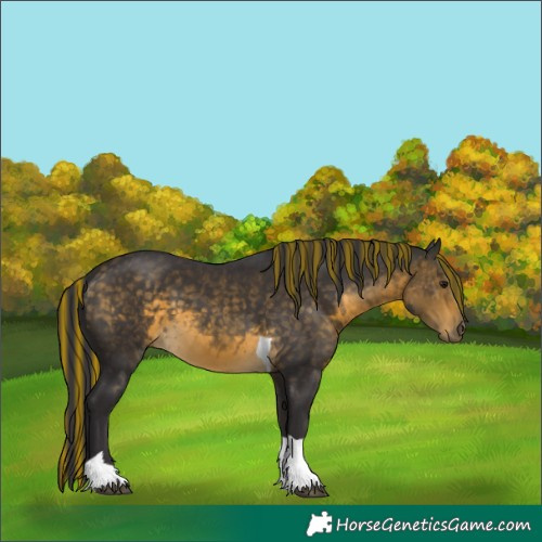 Horse Color:Painted Buckskin Tobiano 