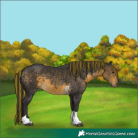 Horse Color:Painted Buckskin Tobiano 