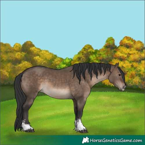 Horse Color:Brown Dun Sabino
