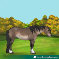 Horse Color:Brown Dun Sabino 