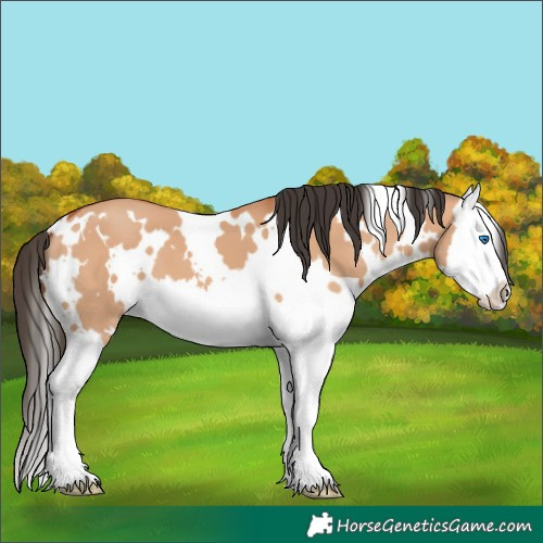 Horse Color:White Spotted Bay Dun Splash 