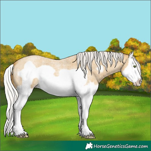 Horse Color:Silver Classic Cream Champagne Roan Splash Frame 