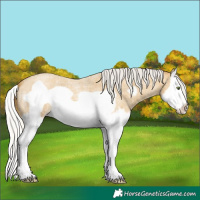 Horse Color:Silver Classic Cream Champagne Roan Splash Frame