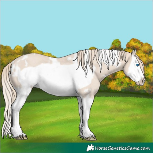 Horse Color:White Spotted Smoky Creme Splash Frame Rabicano 