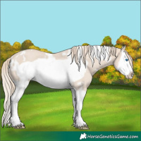 Horse Color:White Spotted Smoky Creme Splash Frame Rabicano