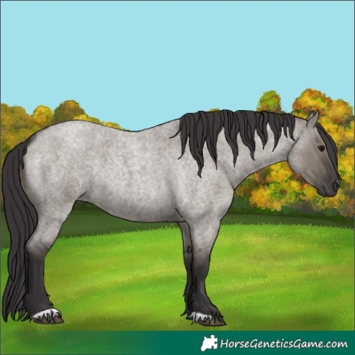Horse Color:Smoky Grullo Roan Rabicano