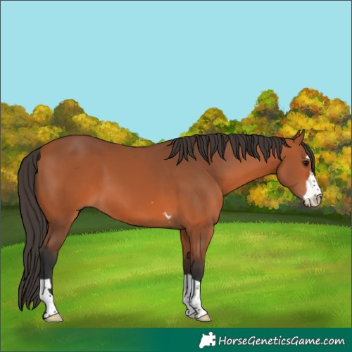 Horse Color:Bay 