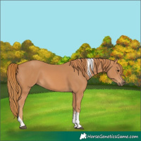 Horse Color:Chestnut Sabino Tobiano 