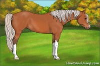 Horse Color:Silver Bay 