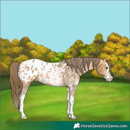Horse Color:Buckskin Sabino Splash Blanket 