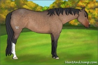 Horse Color:Brown Dun