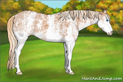 Horse Color:White Spotted Chestnut Splash Appaloosa 