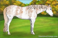 Horse Color:White Spotted Chestnut Splash Appaloosa 