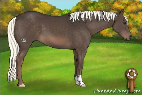 Horse Color:Liver Chestnut Mushroom 
