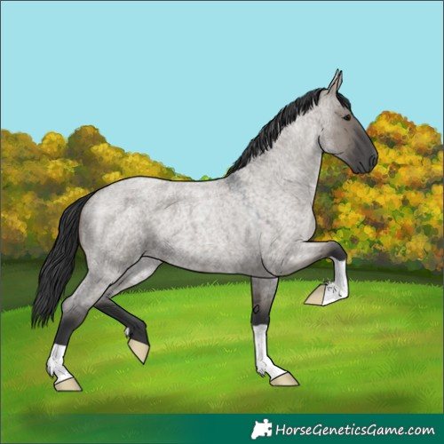 Horse Color:Grullo Roan 