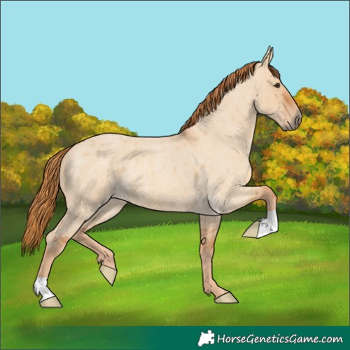 Horse Color:Red Dun Roan 