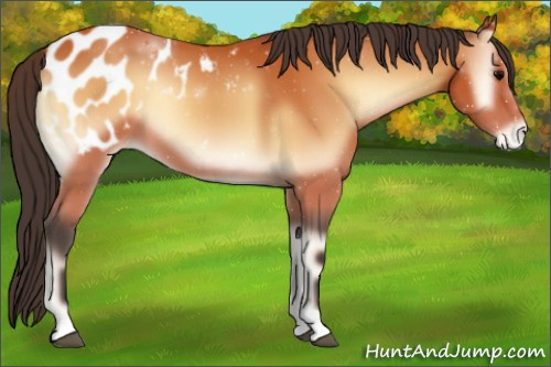 Horse Color:Bay Onyx Appaloosa 
