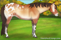 Horse Color:Bay Onyx Appaloosa 
