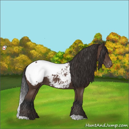 Horse Color:Bay Appaloosa 