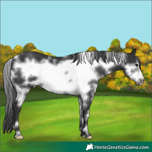 Horse Color:White Spotted Black Frame 