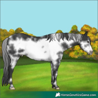 Horse Color:White Spotted Black Frame 