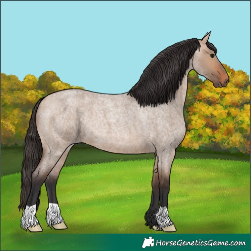 Horse Color:Bay Roan Dun