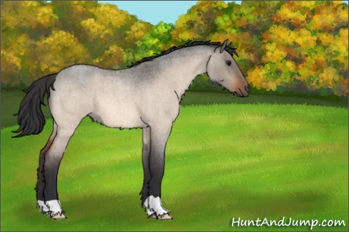 Horse Color:Bay Roan Dun 