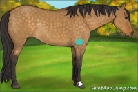 Horse Color:Buckskin Dun Rabicano 