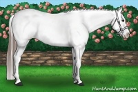 Horse Color:Blue Roan Splash Appaloosa