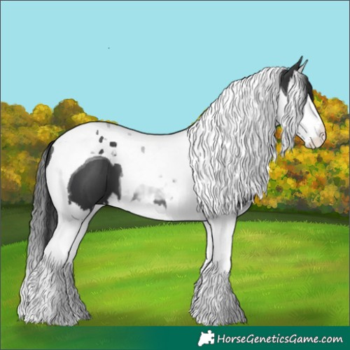 Horse Color:Black Splash Tobiano 