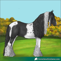 Horse Color:Black Tobiano 
