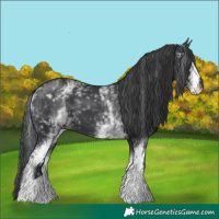 Horse Color:White Spotted Black 