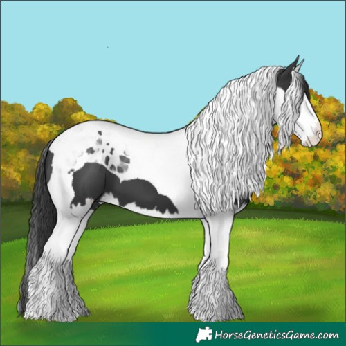 Horse Color:Black Splash Tobiano