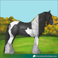 Horse Color:Black Tobiano 