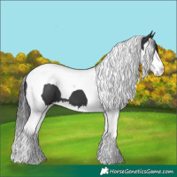 Horse Color:Black Splash Tobiano 