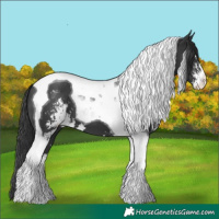Horse Color:Black Sabino Tobiano 