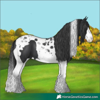 Horse Color:Black Splash Tobiano 