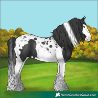 Horse Color:Black Splash Tobiano