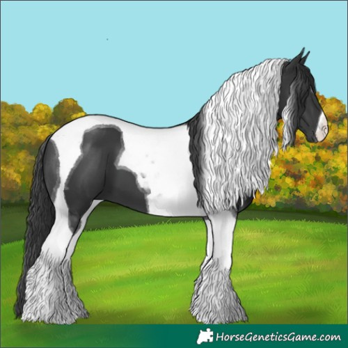 Horse Color:Black Tobiano 