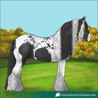 Horse Color:Black Tobiano 