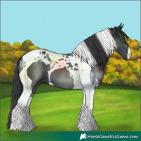 Horse Color:Black Tobiano
