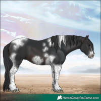 Horse Color:Brown Tobiano Frame 