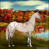 Horse Color:Silver Brown Dun Appaloosa 