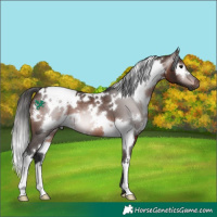 Horse Color:Gray White Spotted Bay