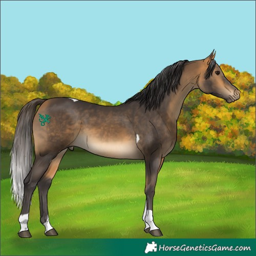 Horse Color:Buckskin Tobiano 